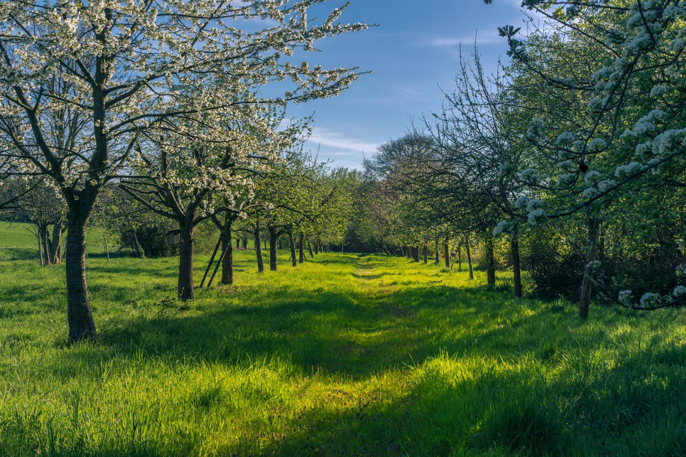 Frühling, Obstbäume, Blüten, Blühen